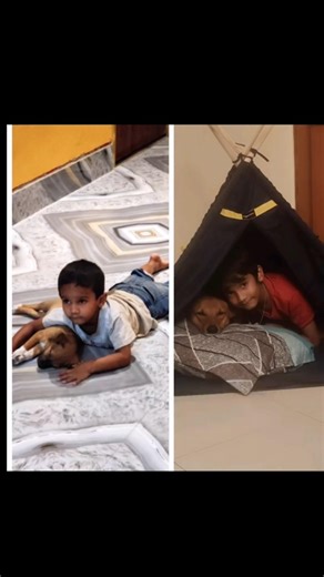 POV: You bought a king-size bed but forgot you live with kings 🫠👑”#doglover #petfamily #petfamily