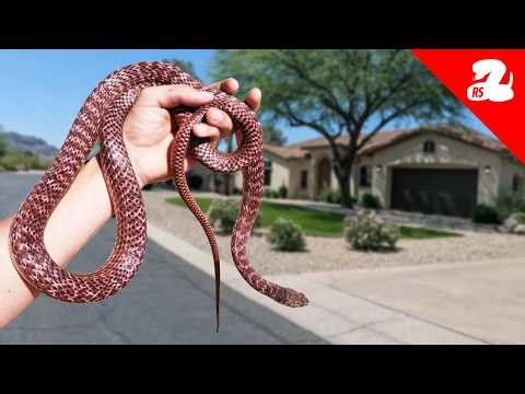 Arizona Yards Are Full of Different Snakes