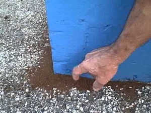 Caribbean Crazy Ants Invade Tampa Bay