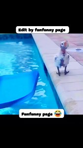 4.4M views · 86K reactions | Thanda hay thanda hay  #shortsreels #adsonreelsmonetization #funnymoments #funnyreels #trendingreel #memes #viralchallenge #animal #funnyvideos #funnyanimals #animals #funny #cuteanimals #funnyvideos #cute #funnymemes #animal #memes #funnydogs #cats #pets #funnycats #wildlife #cat | funfunny.page | Facebook