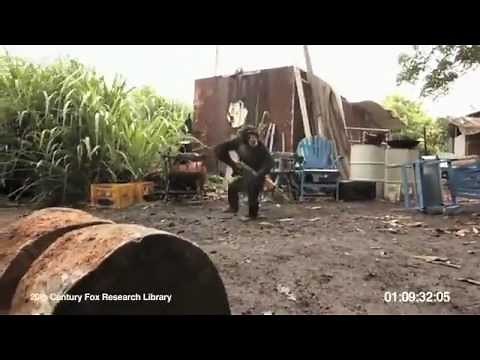Chimp with AK-47, what could possibly go wrong? LOL