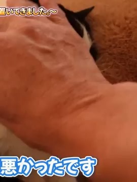 【本邦初公開！】隠れ家で見せる坂上家27兄弟の素顔。〜これが俺の生きる道ちゃ〜 part 12 #坂上忍 #坂上家 #かわいい犬