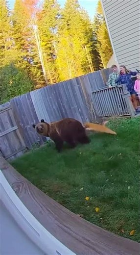 Cat vs Bear Who Wins This Backyard Battle?