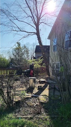 He Started This Tree… Then Called Us 😬🌳