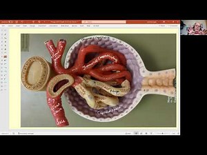 Biology 2020 Chapter 25 Urinary System Bowman's Capsule (Video 4)