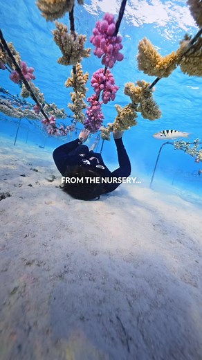 Coral Gardening Techniques for Reef Conservation