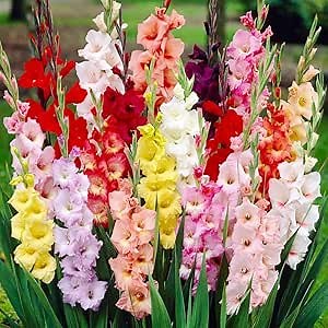 Mixed Gladiolus Flower Bulbs - 50 Bulbs Assorted Colors - Make Great Cut Flowers - Perennializing - Fragrant - Vibrant Color Mix - Live Plant Outdoor Garden
