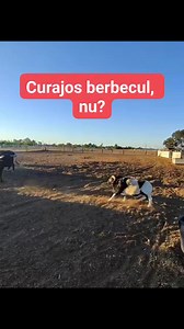 1M views · 4.7K reactions | Curajos berbecul! S-a luat în coarne cu taurul! #reels #funny #amazing #farm #animals #fight #nature #village #curiosity #world | Hai La Drum | Facebook