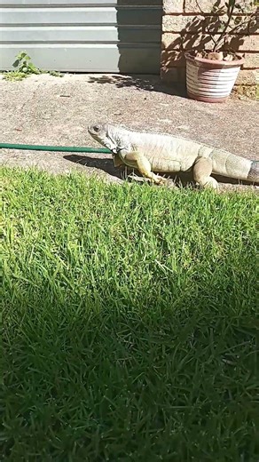 Green Iguana On The Move...
