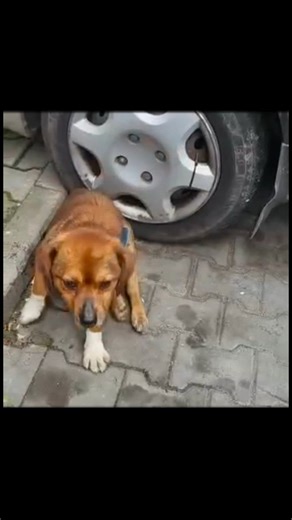 Povestea lui Bobiță – un motiv să mergem mai departe Bobiță a fost salvat de noi în iunie 2023, când abia se mai târa pe stradă. Avea răni foarte adânci în jurul coapselor, al cozii și al fundului. Totul indica faptul că fusese ținut pe lanț, până când cineva a decis „să-l elibereze”. Din păcate, prea târziu. Bobiță era deja paralizat. Am ajuns cu el la clinică. A fost operat. Operația nu a reușit. Nu căutăm vinovați și nu intrăm în detalii. Am așteptat o lună întreagă, cu speranța unor minuni p