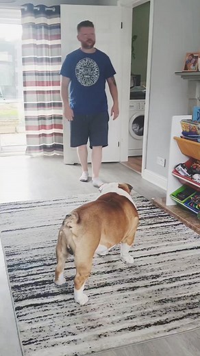 25M views · 477K reactions | Classic Pablo - Bulldog CPR anyone? #bulldogpabs | BulldogPabs | Facebook