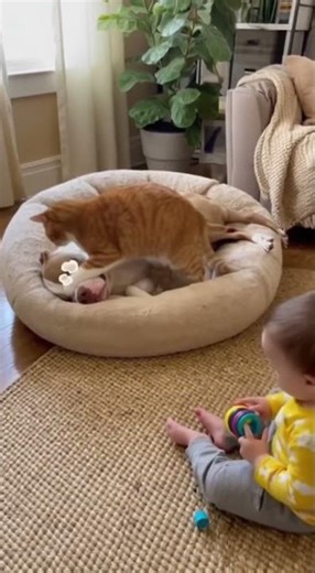 🤣💨 One Husky fart… and the whole world explodes #funny #shortsviral #cute