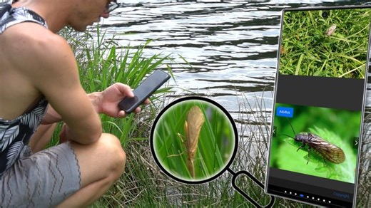 Insekten bestimmen: Drei kostenlose Apps
