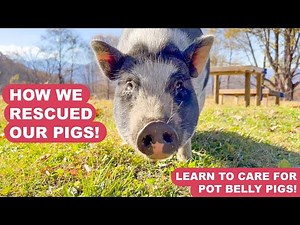 Meet Our Rescued Pigs and Learn About Potbellied Pig Care!