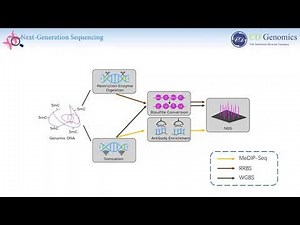 Sequencing Based Approaches for Profiling DNA Methylation