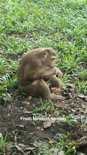 OMG MG so s pity little baby Lynx, Lynx cry loudly, 20250812 151433 | Fresh Newborn Monkey