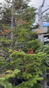 Adirondack Mountains Trip Day 2 • 3 Peaks: Marshall, Redfield & Cliff