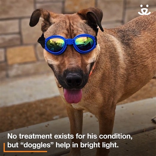 Sometimes things just need a closer look to get to the bottom of the issue. 🔍 This was the case for Doug when our team in Northwest Arkansas noticed some mouthy behaviors. What they discovered was that Doug has some vision limitations and used his mouth to navigate the world around him. Luckily our team, his foster, and a loving family understood and loved him for who he was. Plus, they found a great tool to help him see a bit better! 🥽 -katheryn | Best Friends Animal Society