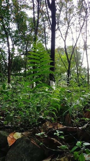 Fern's Solo dance Performance #ferns #plants