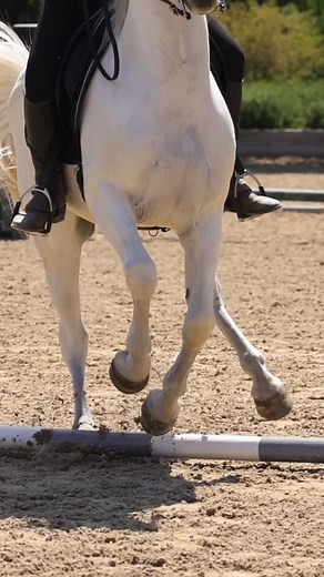 🇺🇸 @usaworkingequitation competition at El Campeon Farms, the second installment in their buckle series. #workingequitation #dressage #lusitano #western #westerndressage #aqha #quarterhorse #caballos #domavaquera #andalusian | Brooke Louise Creative