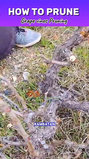 Grapevine pruning #grapevinepruning | Saepul Rahman