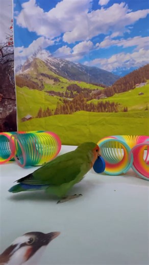 2.8K views · 22 reactions | Bird Training Smart lovebird Parrot #Parrot #training #smartparrot #cute #Bird #love #lovebird #reels #fyp #virals #foryou | Martha R. Leonardo | Facebook