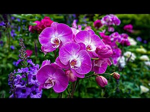 Perfect Anti-Stress Music 🍀 Free Your Heart from Burdens & Negativity ~ Remove All Negative Energy♥️