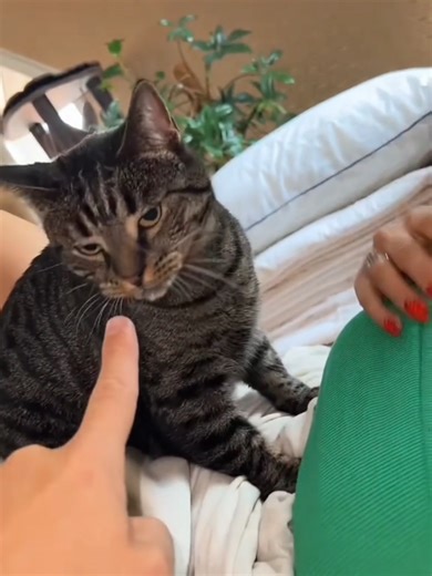 #cat #cute #catvideo #cutecat #funny | cute cats