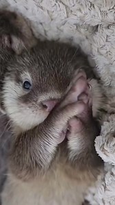 Have you ever seen a baby otter before? Well, now you bucket list! You're welcome! can cross that off your #cuteanimals #baby #otter #love #fyp | Otter Unity