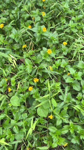 100 Blue Caladium Seeds: Rare Tropical Foliage, Shade Garden & Bonsai - Etsy