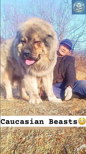 Caucasian Shepherd: Unveiling the Ancient Mountain Guardian
