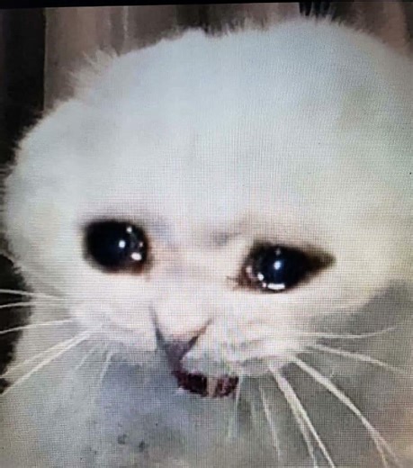 surf curse en español