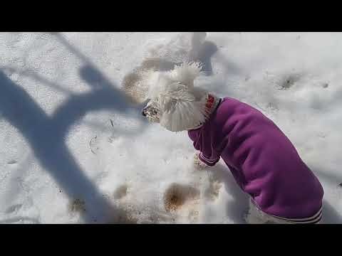 ASnow 2026890