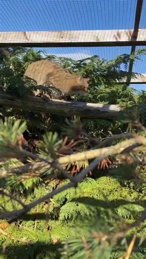 5K views · 28 reactions | Protecting the Scottish Wildcats at...