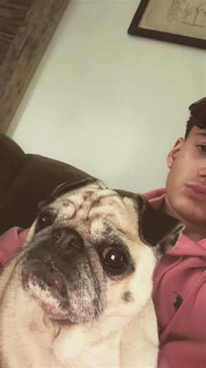 Retrouvez Albert, le Carlin bien-aimé !