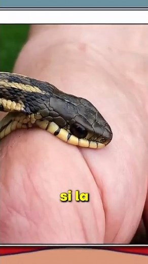 THIS IS HOW SNAKE PEARLS ARE FORMED!! 😯