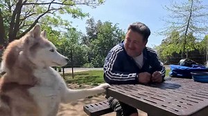 Do you need a license for your dog? the short answer is yes