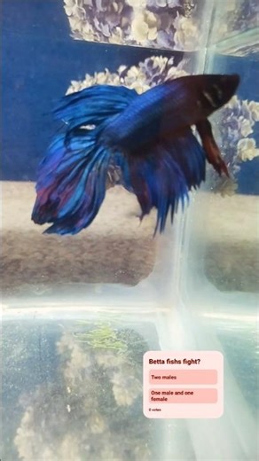 Betta fish fight #bettafish #fightingfish #aquarium #aquariumfish #fish #beauty #fighterfish