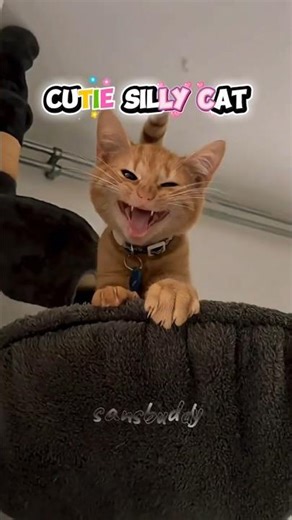 cute silly cat yapping! 😻🐈😺