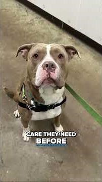 22 animals rescued in alleged Delaware County cruelty case preparing for adoption