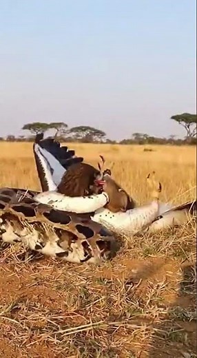 Eagle Ambushed by Giant Python