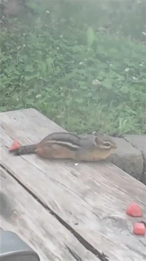 Chipmunk Chirp