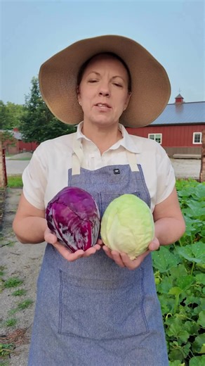 Red or Green? Acre cabbage grows solid, uniform heads that are ready to harvest in just a few months. Perfect for fresh meals or storing for winter. What's your favorite way to eat cabbage? #sowrightseeds #cabbage #greenacrecabbage #redacrecabbage #growyourown #vegetablegarden #homegrownproduce" | Sow Right Seeds