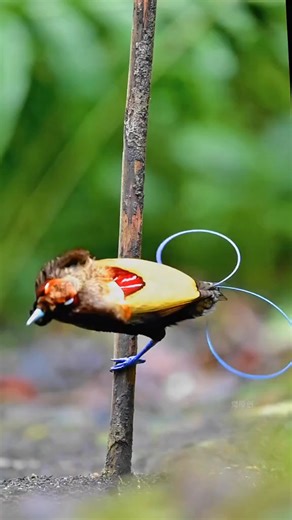 217K views · 2.7K reactions | The quirky courtship dance of the Wilson’s Bird-of-Paradise. #UniqueCourtship #BirdPhotography | Wild Realm | Facebook