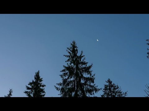 Wolf Scent: The Invisible World They Smell