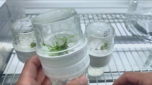 How to Use the Original Biocoupler™ - Temporary Immersion Bioreactor - Plant Cell Technology