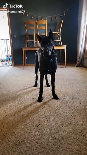 7 Month Old Canis Panther - Big Puppy Training and Playtime