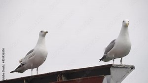 Two seagulls sit on the roof and look around. Loud seabirds. Cloudy gray sky. Close-up, 4K UHD.