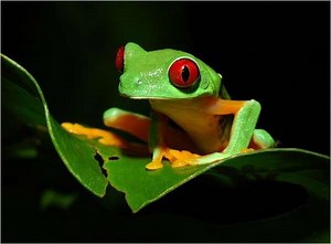 Plant-Texting Amphibians