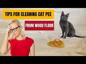 How to Get Rid of Cat Urine Smell on Wood Floors | How to Banish Cat Urine Stains and Odors